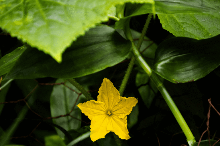 co zrobic gdy zolkna liscie ogorkow