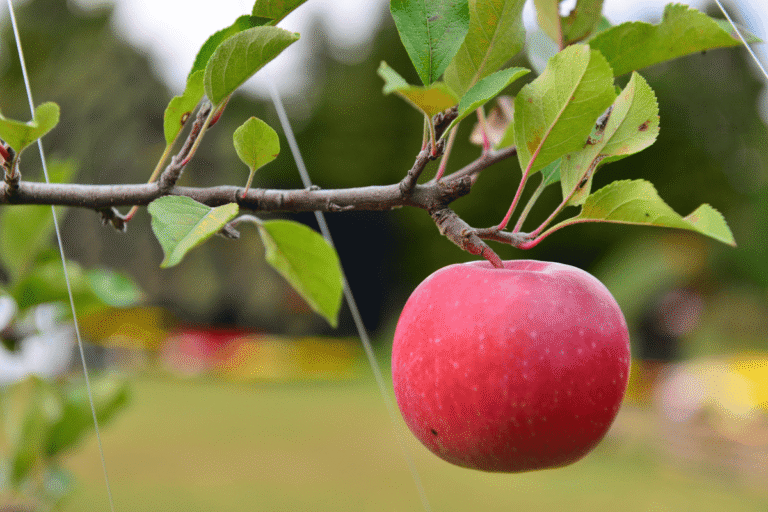 kiedy przesadzac drzewka owocowe