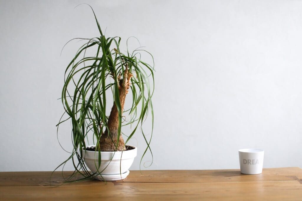 Roślina doniczkowa nolina z charakterystycznym, grubym pniem i cienkimi liśćmi, w białej doniczce na drewnianym stole.
