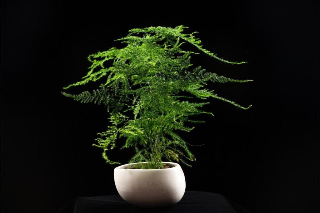 Szparag pierzasty w białej donicy, na tle czarnego tła – delikatne, ażurowe pędy.