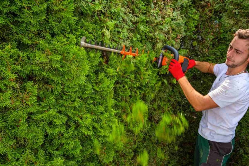 Jak przycinać tuje, żeby były gęste – poradnik na zagęszczony żywopłot krok po kroku! 1 Zbliżenie na przycinanie zielonych tui za pomocą elektrycznego narzędzia ogrodowego.