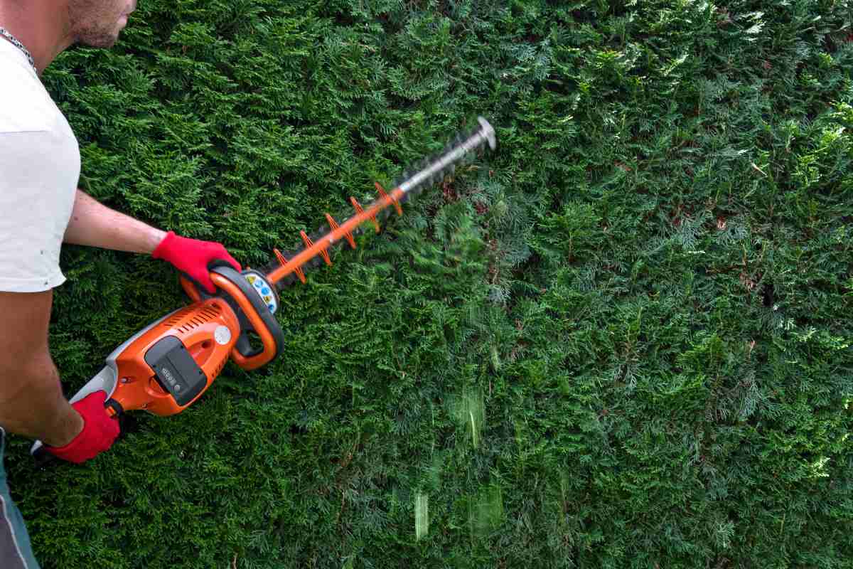 Mężczyzna przycina tuje elektrycznym sekatorem z pomarańczową rączką.