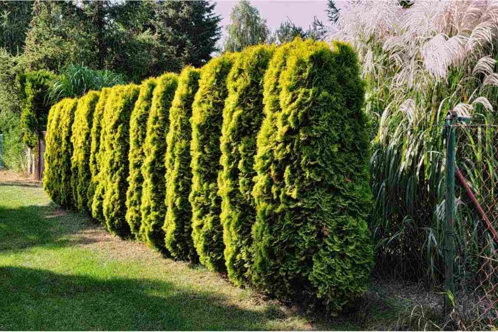 Jak przycinać tuje, żeby były gęste – poradnik na zagęszczony żywopłot krok po kroku! 2 Gęsty żywopłot z tui w ogrodzie, przycięty w równą linię.