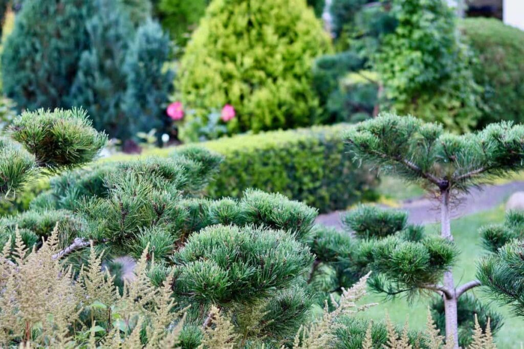 Jakie krzewy kwitnące wieloletnie wybrać do ogrodu? 2 krzewy kwitnące wieloletnie