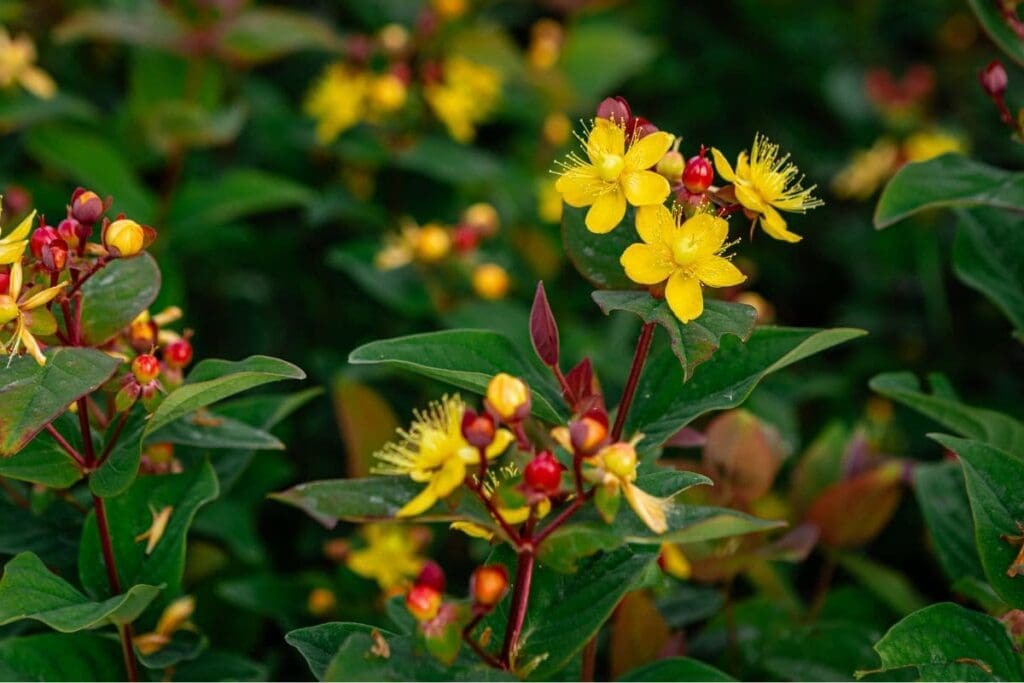 Jakie krzewy kwitnące wieloletnie wybrać do ogrodu? 3 krzewy kwitnące wieloletnie