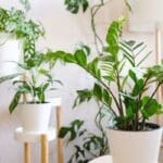 Kącik z kilkoma roślinami doniczkowymi w białych donicach – wnętrze w stylu minimalistycznym.