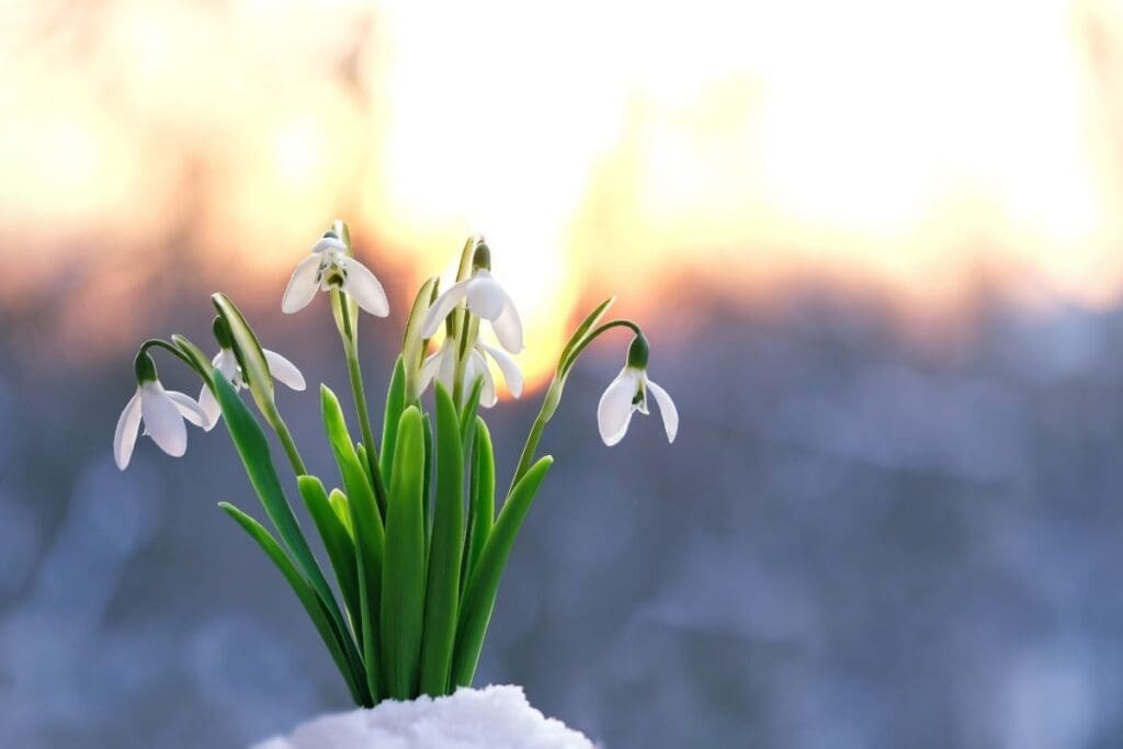 wiosenne kwiaty