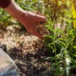 jak wykorzystać trociny w ogrodzie