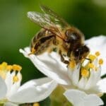 Pszczoła miodna zapylająca biały kwiat – jeden z najważniejszych owadów zapylających w ekosystemie