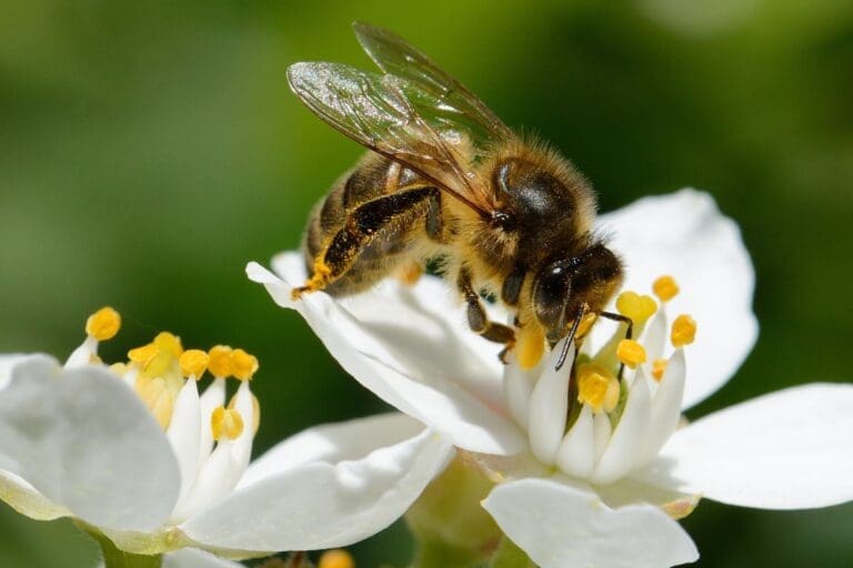 Pszczoła miodna zapylająca biały kwiat – jeden z najważniejszych owadów zapylających w ekosystemie