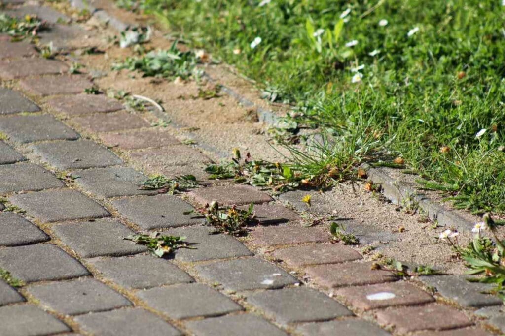 Chwasty i rośliny wyrastające między kostką brukową