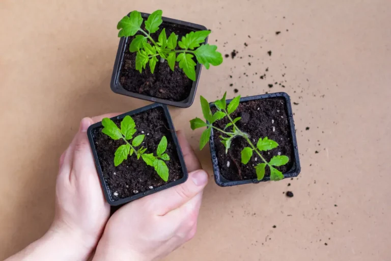 rozsada pomidorów w domu