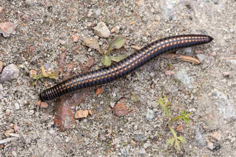 Krocionóg na suchym, piaszczystym podłożu w ogrodzie