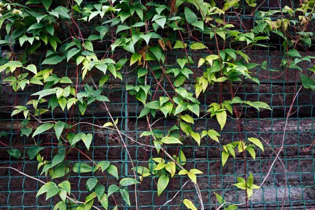 Pnącza porastające ogrodzenie z siatki – naturalna zielona osłona ogrodu